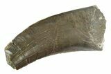 Serrated Dinosaur (Allosaurus) Tooth - Colorado #245960-1